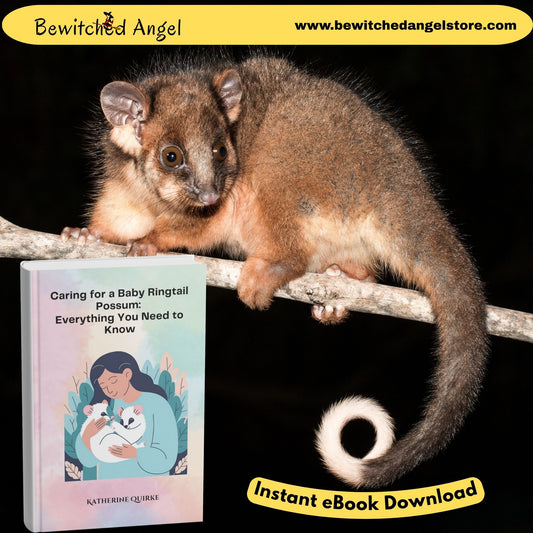 Caring for a Baby Ringtail Possum | Instant Download
